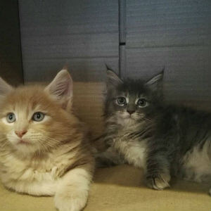 Vakker Maine Coons