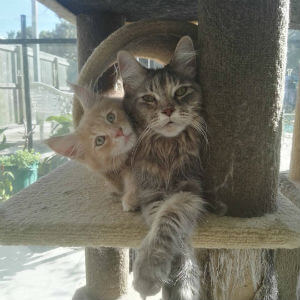 Vakker Maine Coons